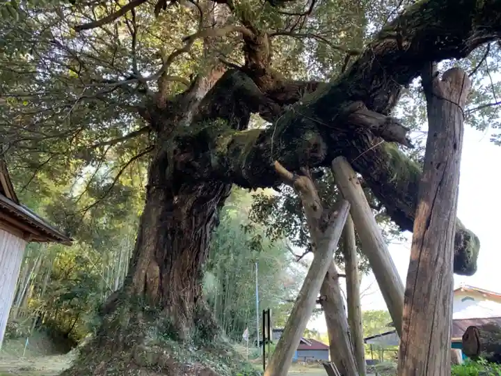 八坂神社の自然