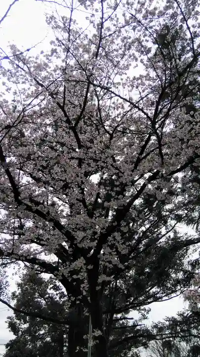 愛宕神社の自然