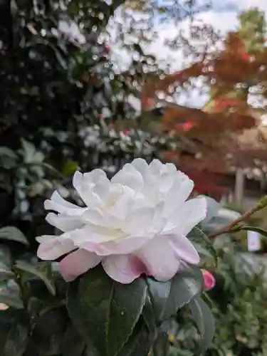 阿佐ヶ谷神明宮(東京都)