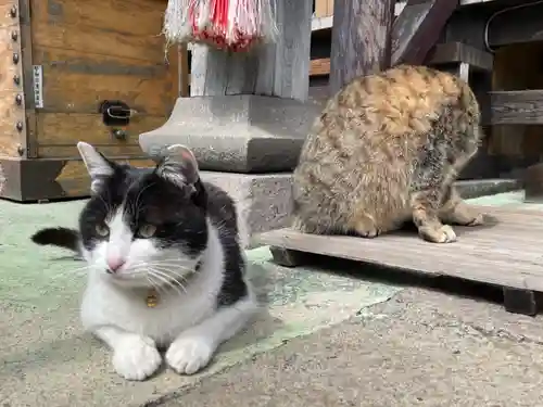 榛名神社の動物
