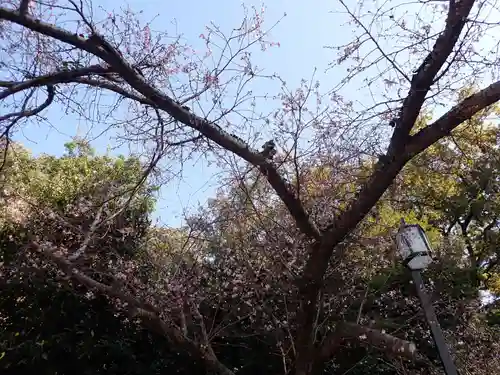 櫻木神社の自然