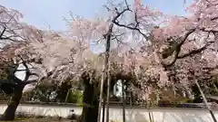 醍醐寺(京都府)