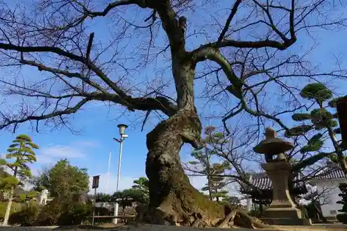 誉田八幡宮の庭園