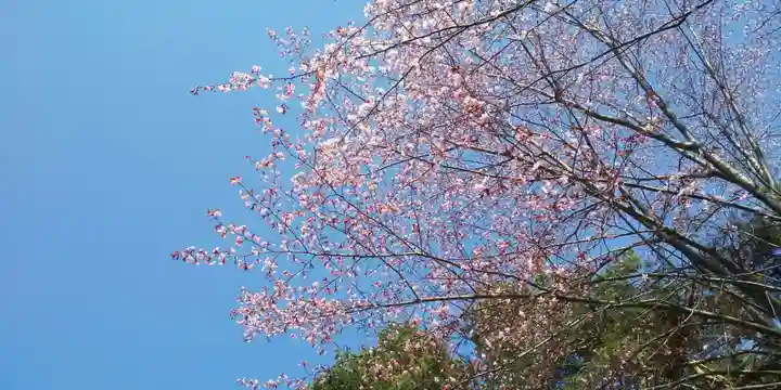 北海道護國神社の自然