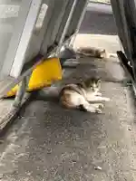 最上稲荷山妙教寺の動物