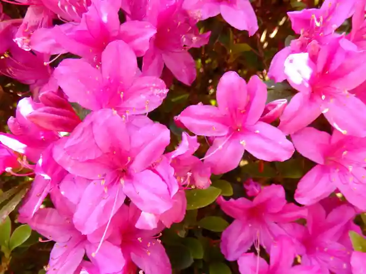 塩船観音寺の自然