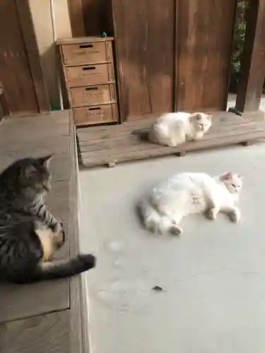 琴彈八幡宮の動物