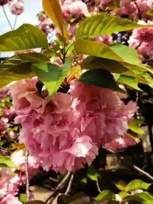 境妙寺(東京都)