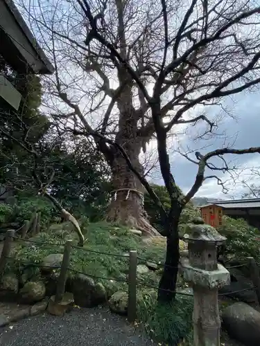 荏柄天神社の自然