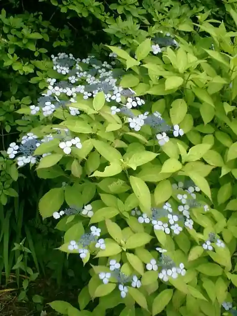安國論寺(安国論寺)の自然