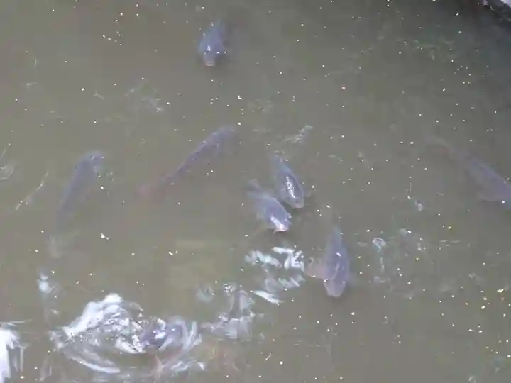 宮山神社の動物