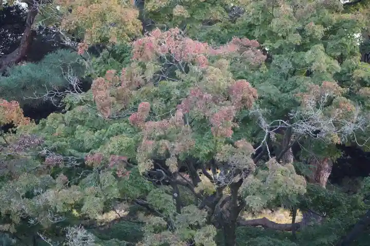 明治神宮(東京都)