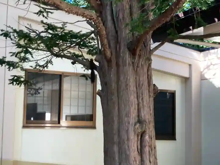 帯廣神社の動物