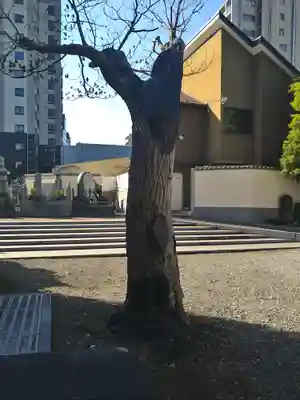 南蔵院(東京都)