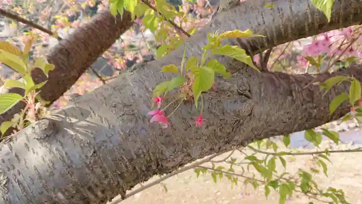 須佐乃男神社 の自然