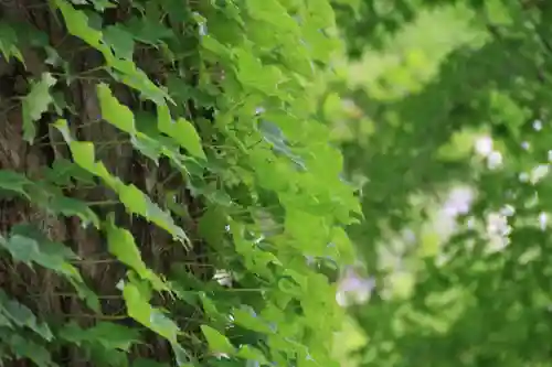愛宕神社の自然
