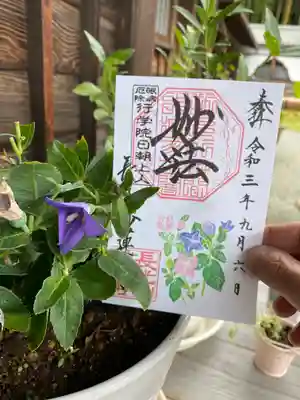 桔梗