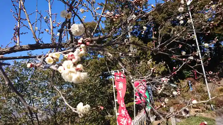 唐澤山神社の自然