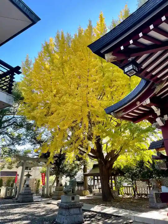 小金八坂神社(千葉県)