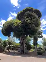 真乗院(埼玉県)