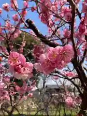 曽根天満宮のお祭り