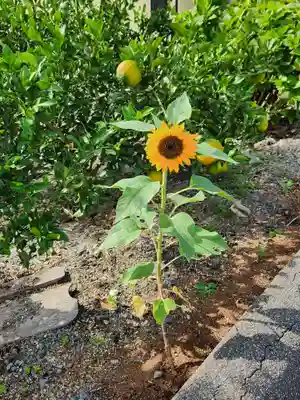 宇賀神社の自然
