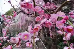 小村井 香取神社の自然