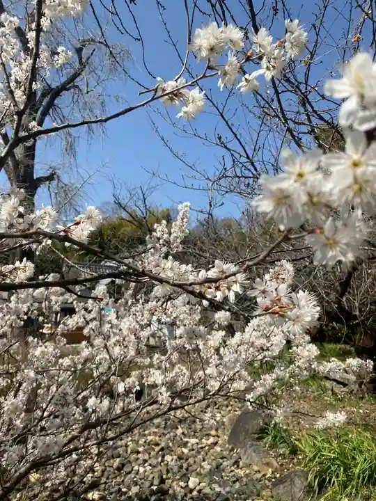 平野神社の自然