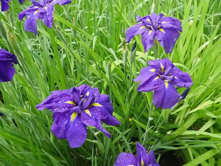 天台宗 長窪山 正覚寺の自然