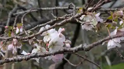妙蓮寺(京都府)
