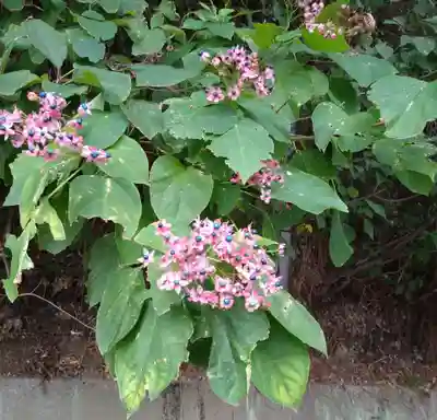 河内阿蘇神社(熊本県)