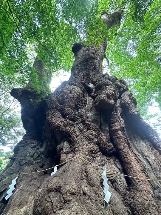 來宮神社(静岡県)