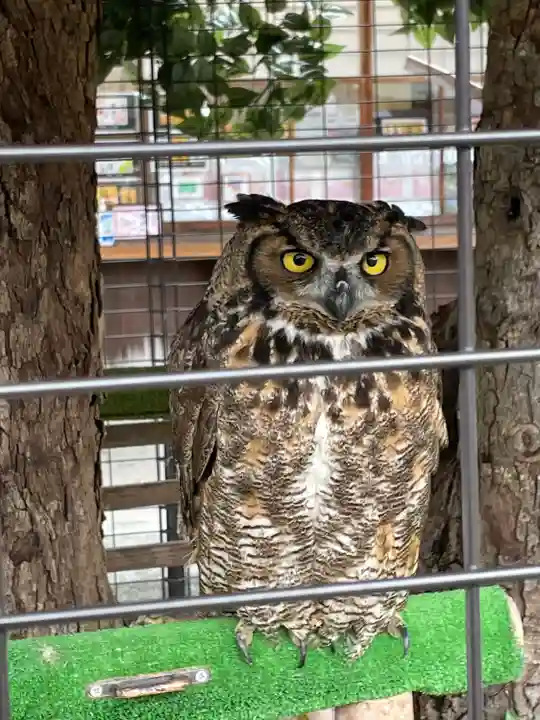 宮地嶽神社の動物
