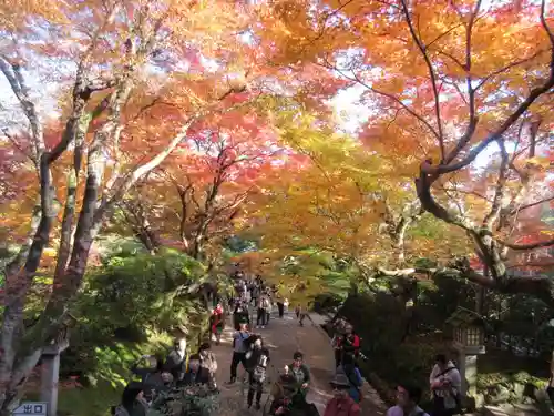 常寂光寺の自然