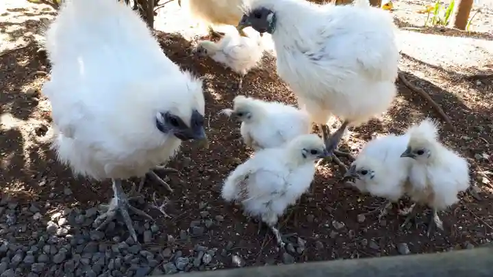 高屋敷稲荷神社の動物