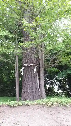 上手稲神社の自然