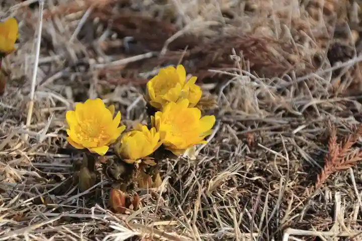 三坂稲荷神社の自然