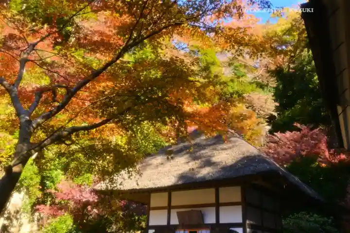 明月院(神奈川県)