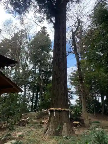 大井神社の{uncategorized: "未分類", other: "その他", undefined: "問題あり", building: "その他建物", grave: "お墓", sacred_gate: "鳥居", guardian: "狛犬", statue: "像", buddha: "仏像", history: "歴史", nature: "自然", garden: "庭園", animal: "動物", pagoda: "塔", temizu: "手水舎", mountain_gate: "山門・神門", sanctuary: "本殿・本堂", subordinate: "末社・摂社", art: "芸術", scenery: "景色", jizo: "地蔵", ema: "絵馬", goshuin: "御朱印", omikuji: "おみくじ", items: "授与品その他", amulet: "お守り", goshuincho: "御朱印帳", eats: "食事", festival: "お祭り", votive_dance: "神楽", shichigosan: "七五三参", wedding: "結婚式", experience: "体験その他", initially: "初詣", around: "周辺", anti_infection: "感染症対策"}