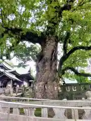 下庄八幡神社の自然