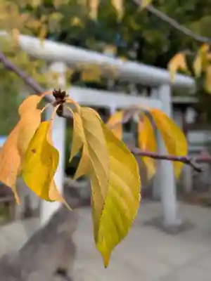鳩森八幡神社(東京都)