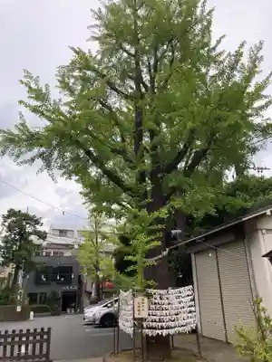 溝口神社(神奈川県)