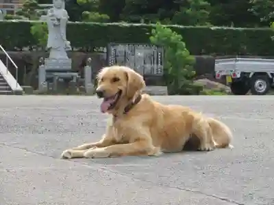 御誕生寺（猫寺）(福井県)