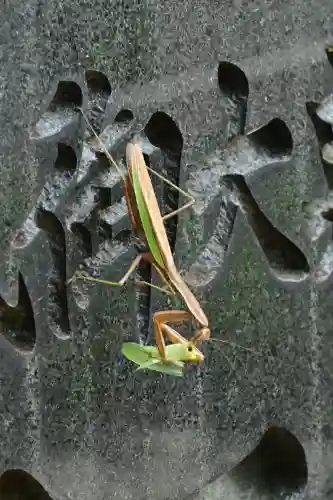 白山媛神社(新潟県)