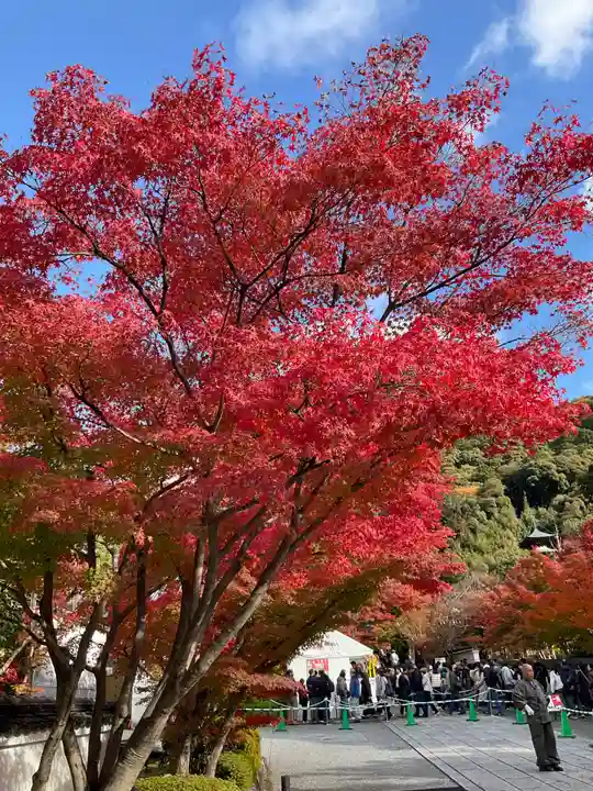 智福院(京都府)