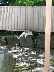 牟呂八幡宮の動物