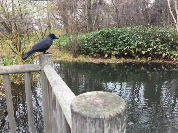 中の島神社の動物