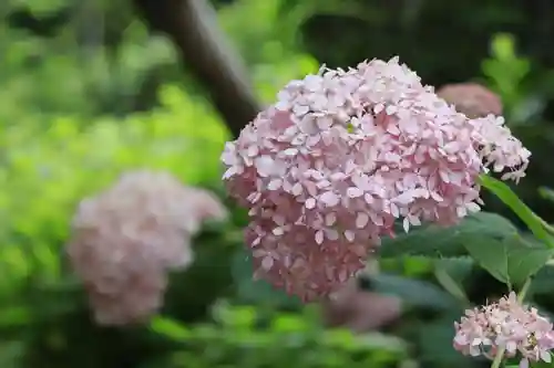 梅宮大社(京都府)