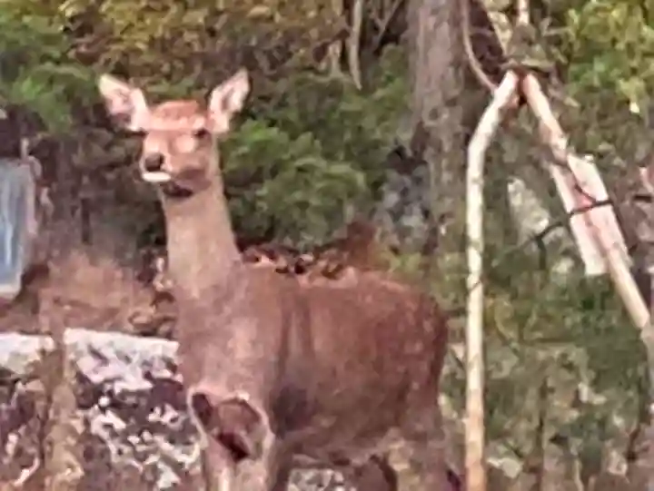 山梨縣護國神社の動物