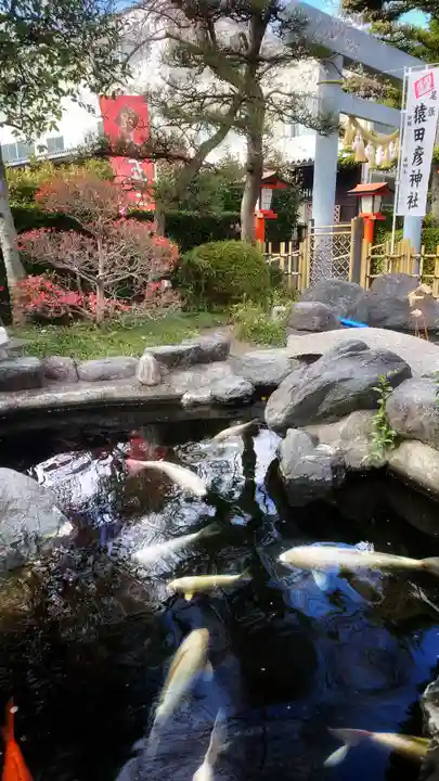 尾張猿田彦神社の動物